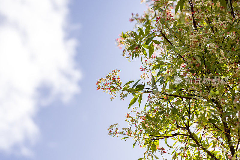 美丽的新南威尔士州开花圣诞灌木- Ceratopetalum Gummiferum，天空背景与复制空间